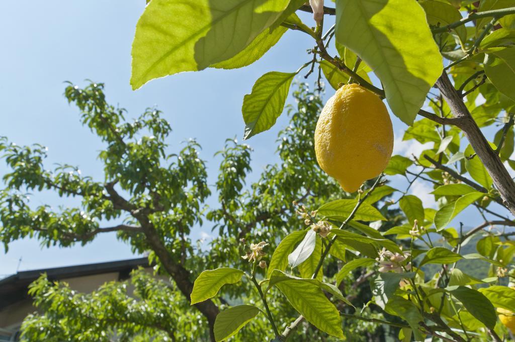 Ferienwohnungen Atz Termeno Εξωτερικό φωτογραφία
